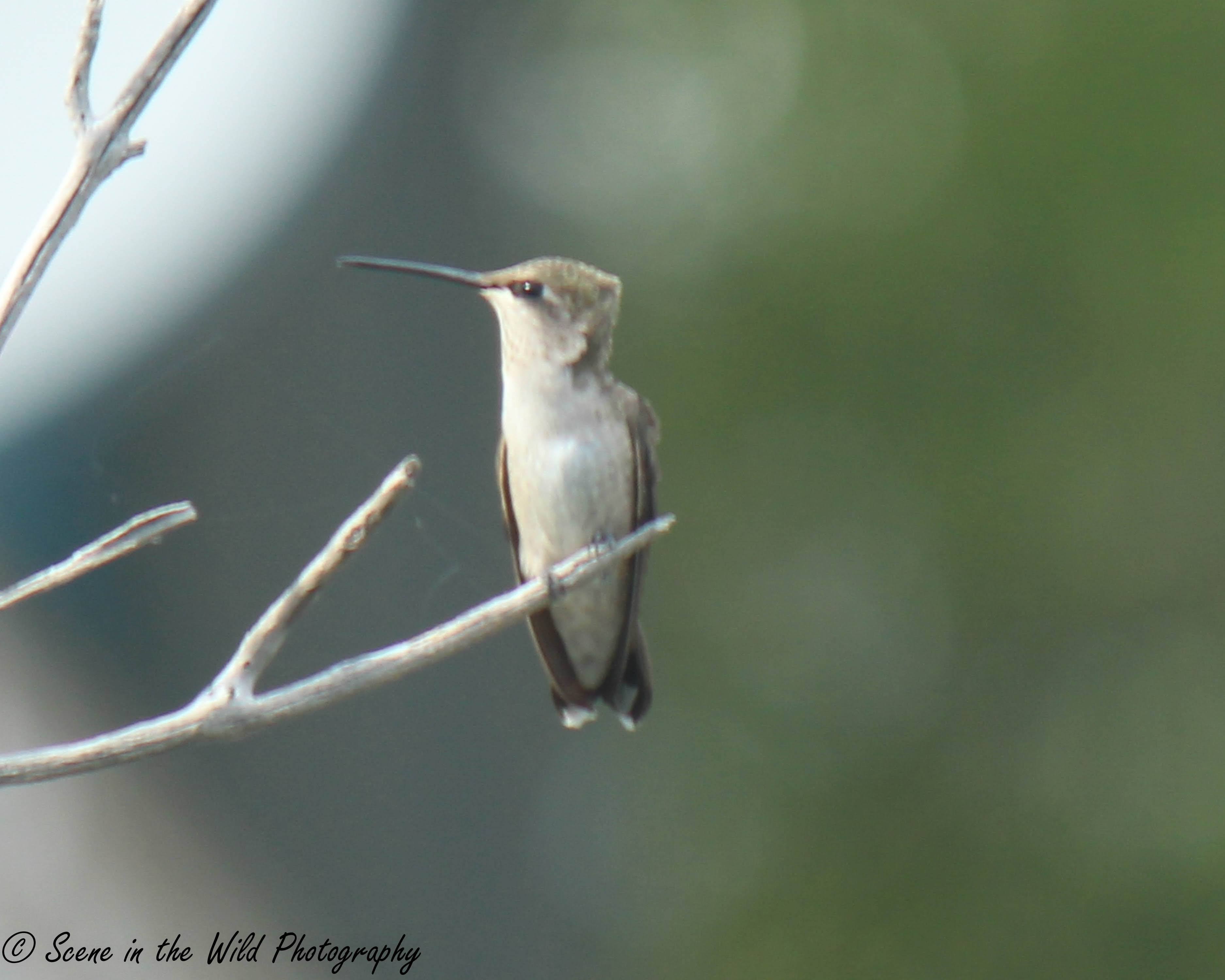 Female black-chinned hummingbird seconews